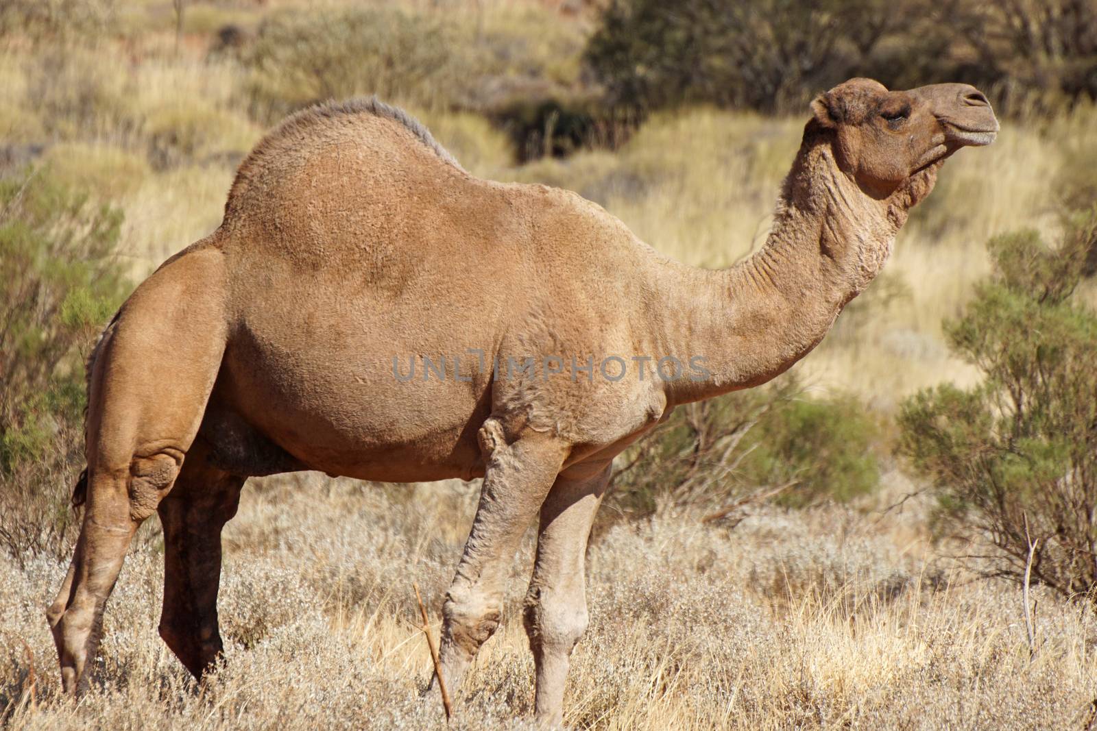 Arabian camel, Northern Territory, Australia
