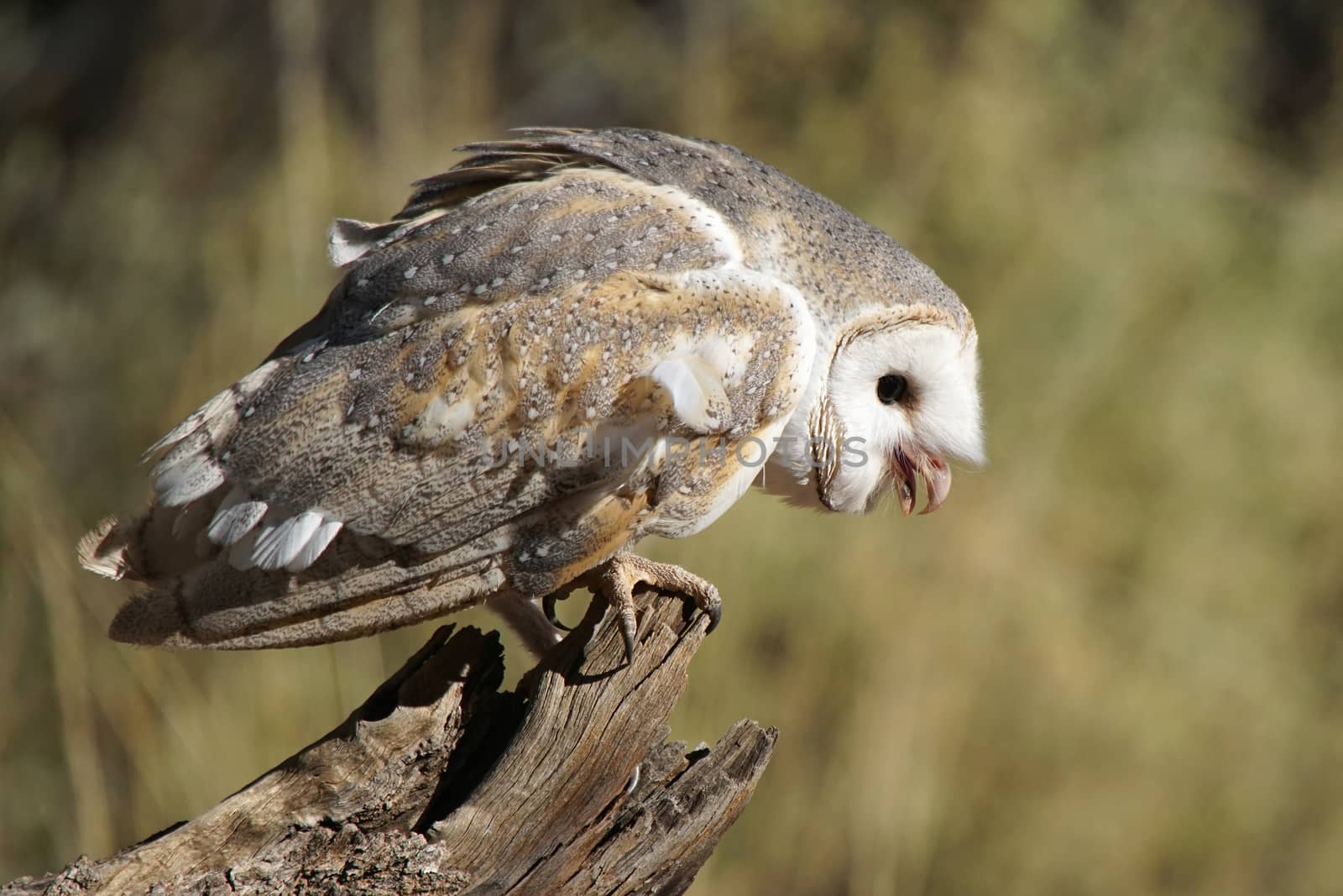 Australian barn owl, Northern Territory, Australia