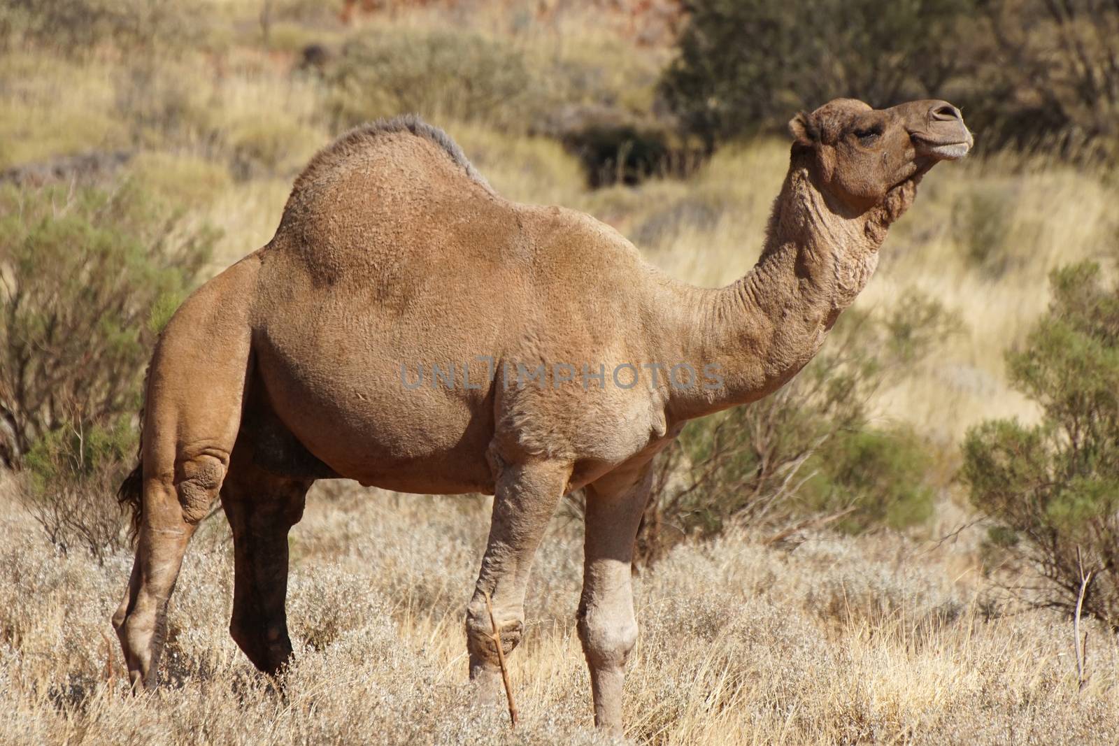Arabian camel, Northern Territory, Australia