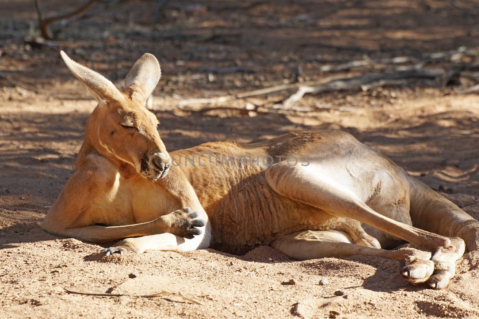 Red Kangaroo, Northern Territory, Outback of Australia