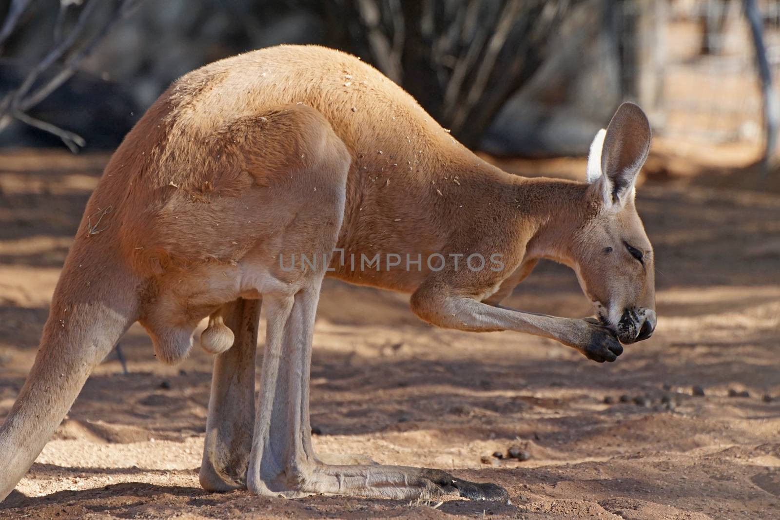 Red Kangaroo, Northern Territory, Outback of Australia