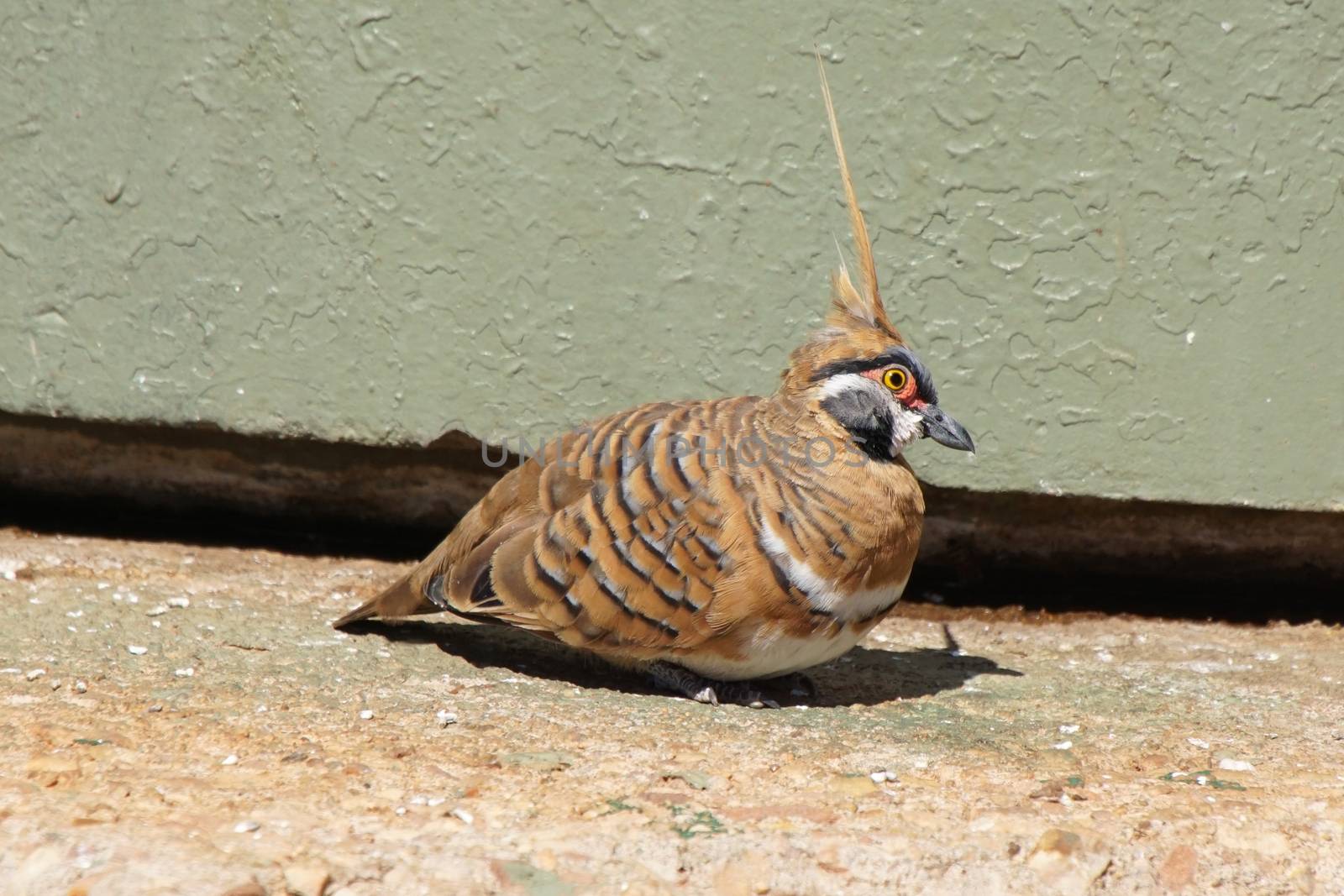 Spinifex Pigeon, Northern Territory, Australia