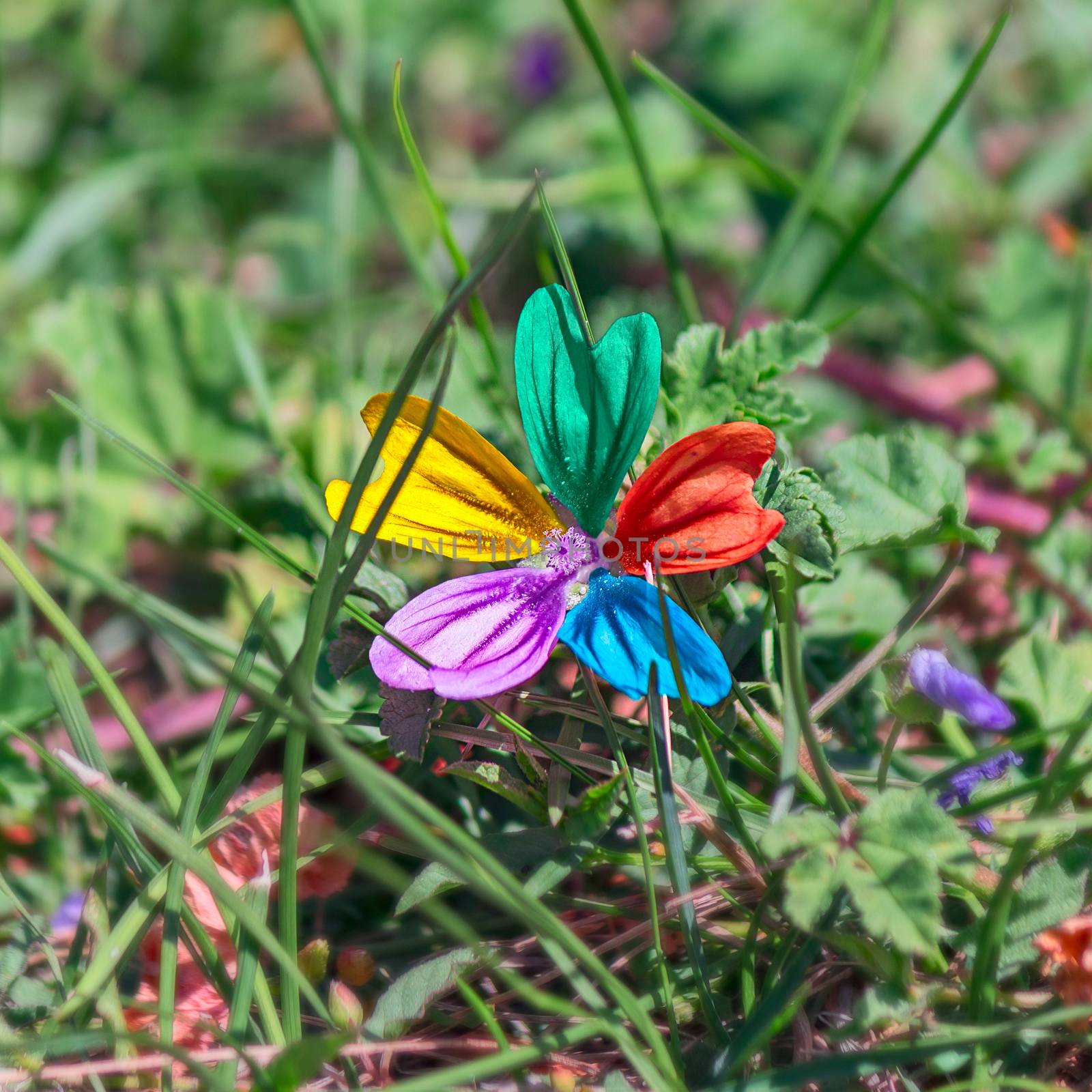 Alone multicolored flower in garden
