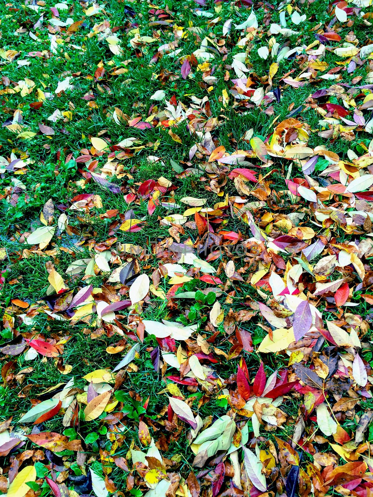 Colorful autumn leaves on green grass. Quebec, Canada.