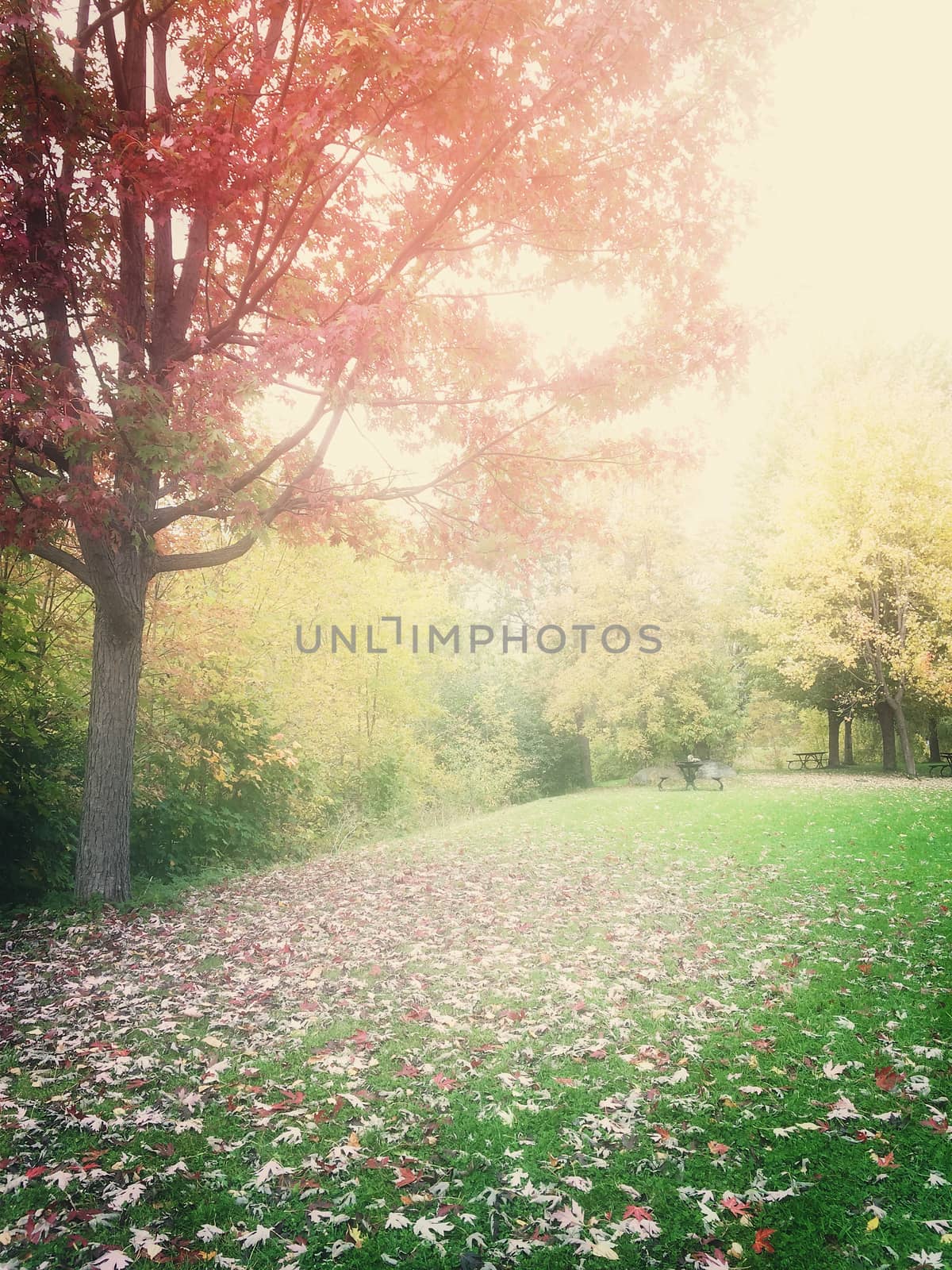 Hazy autumn landscape with colorful trees and green lawn. Quebec, Canada.