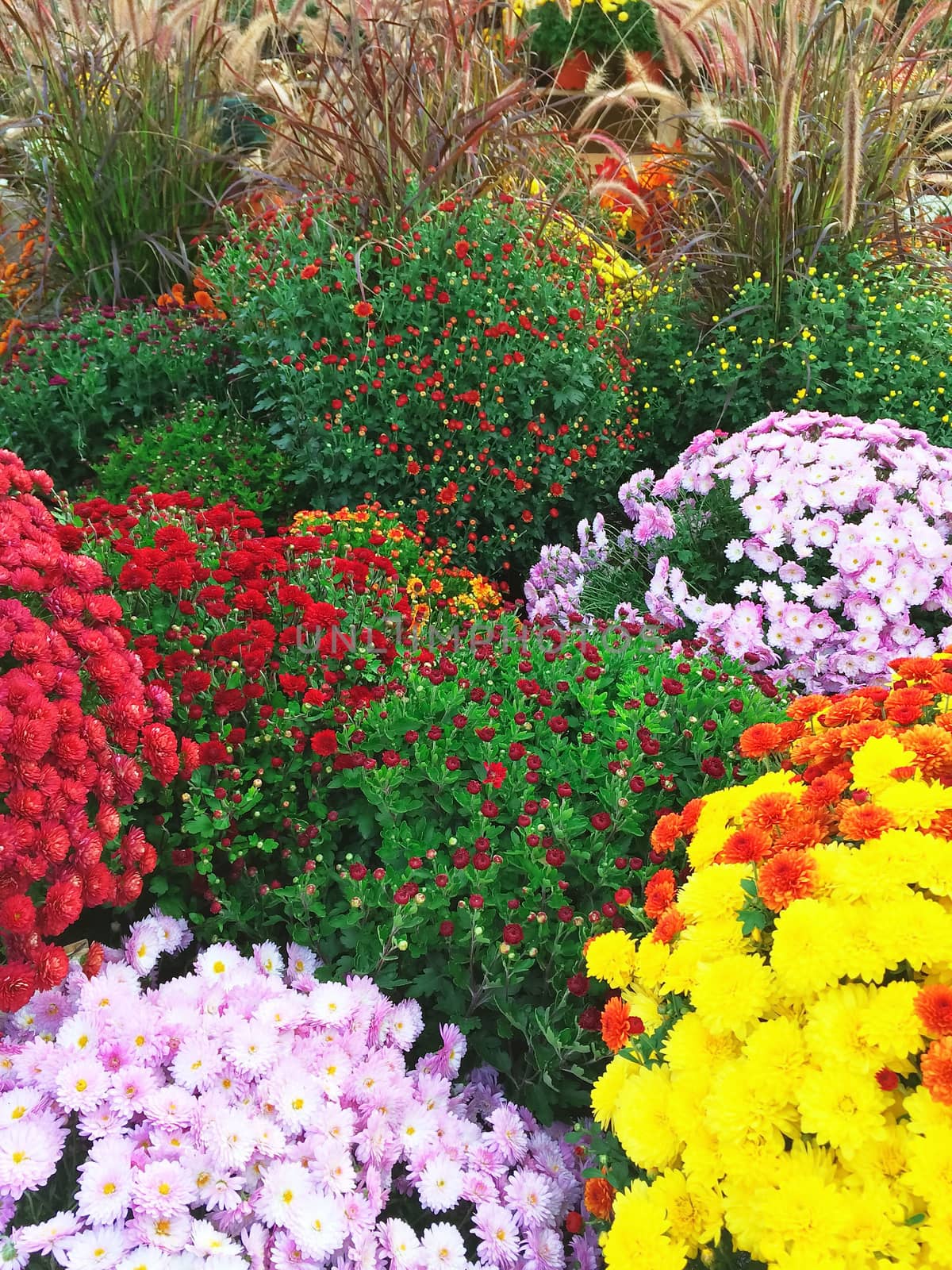 Colorful autumn chrysanthemums at the market. Quebec, Canada.