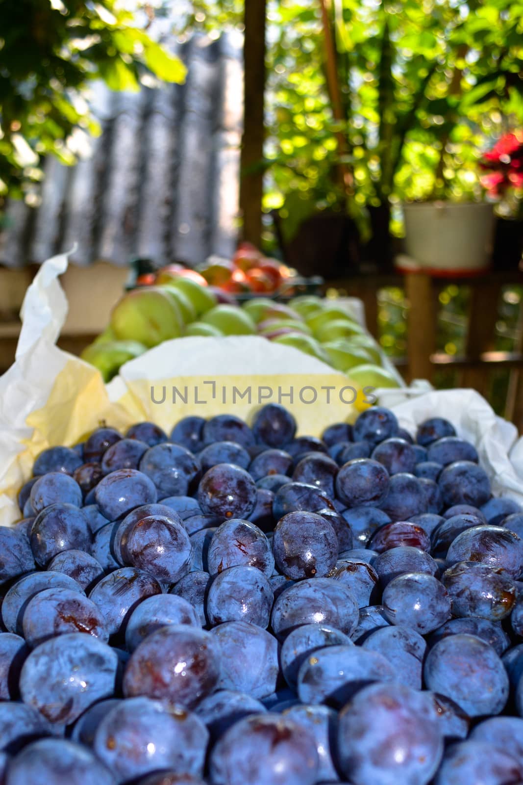 Closeup of picked plums, with other fruits in the background
