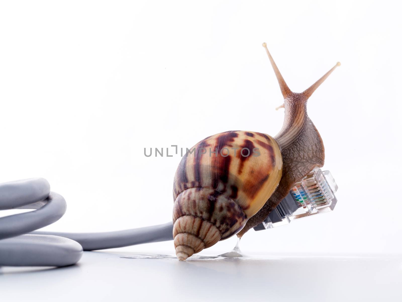 Snail with rj45 connector symbolic photo for slow internet conne by kerdkanno