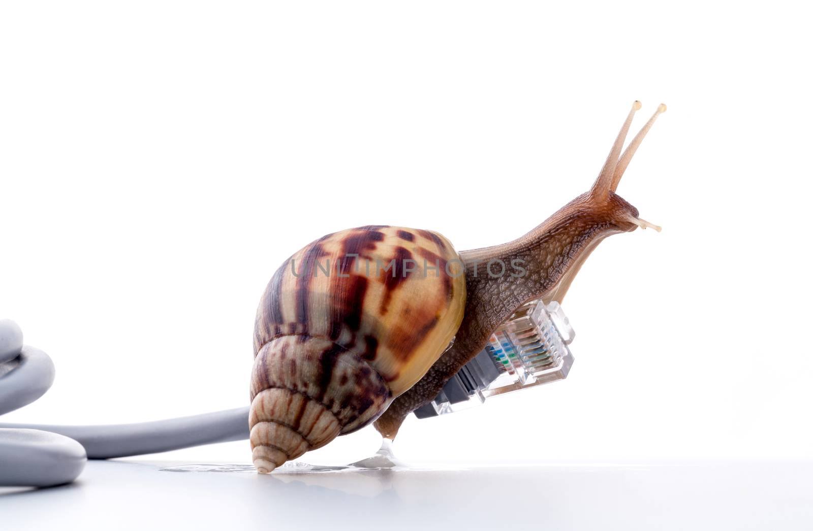 Snail with rj45 connector symbolic photo for slow internet conne by kerdkanno