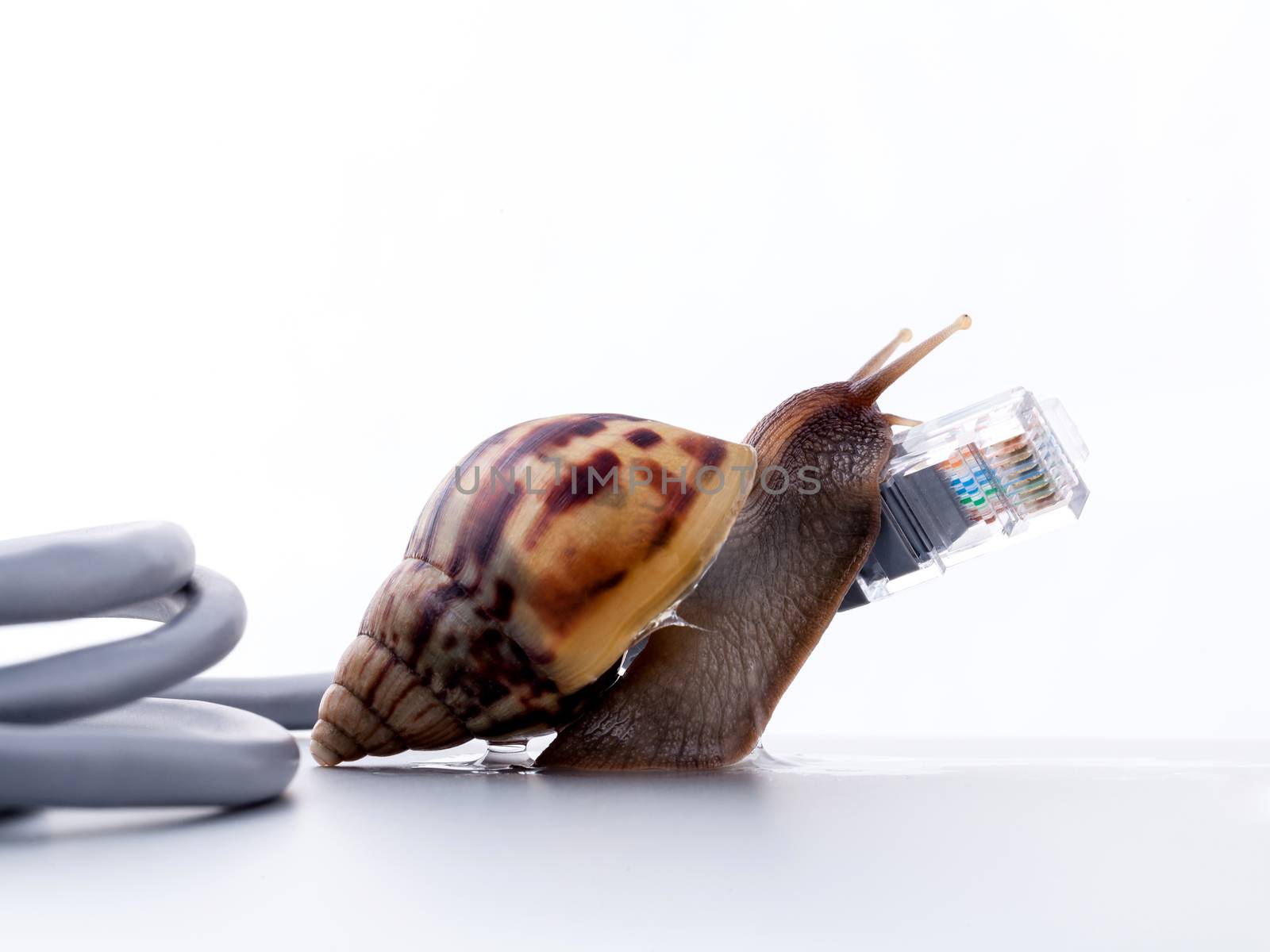 Snail with rj45 connector symbolic photo for slow internet conne by kerdkanno