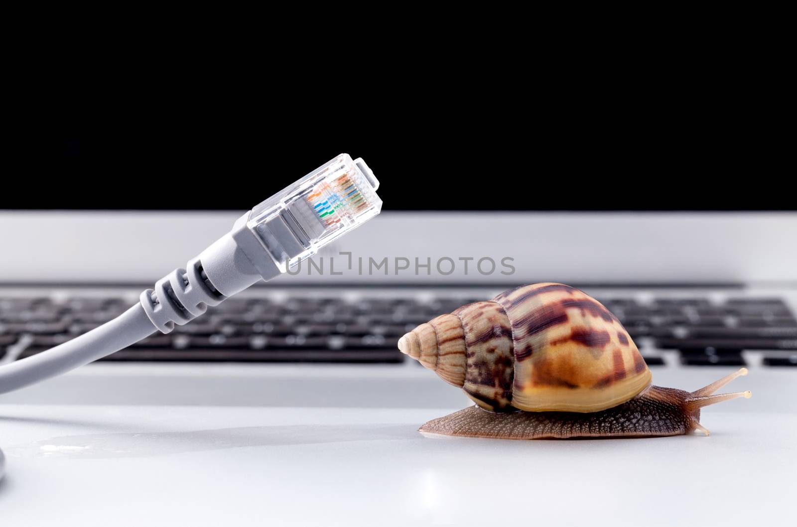 Snail with rj45 connector symbolic photo for slow internet conne by kerdkanno