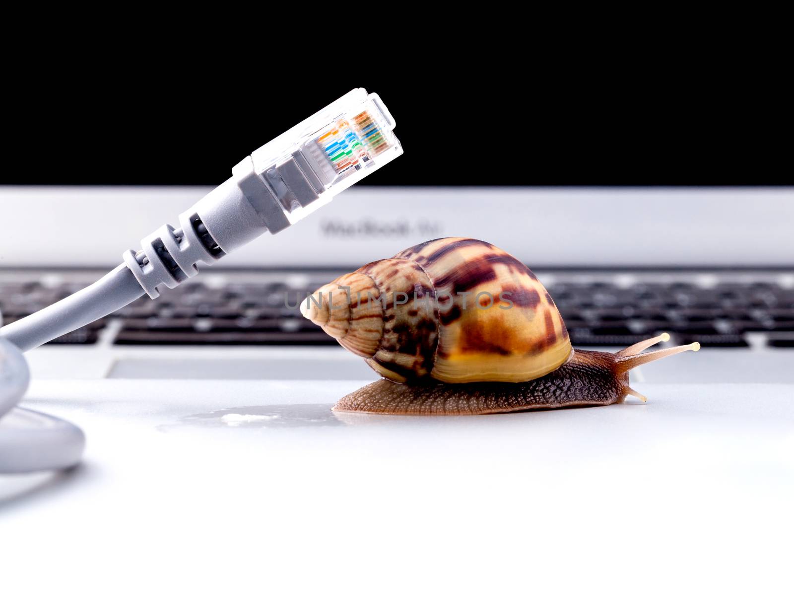 Snail with rj45 connector symbolic photo for slow internet conne by kerdkanno