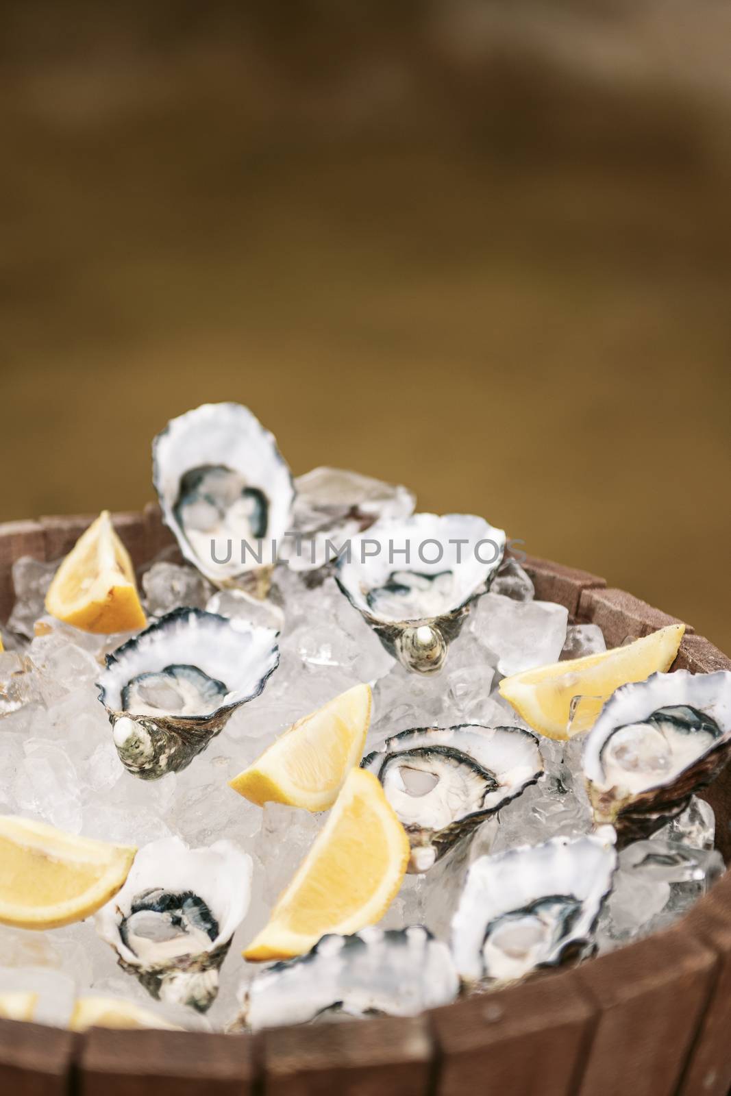 Oysters on ice by artistrobd