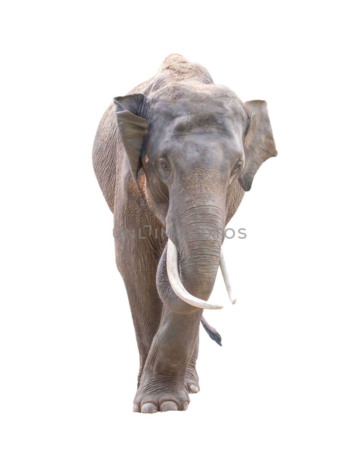 male asia elephant isolated on white background