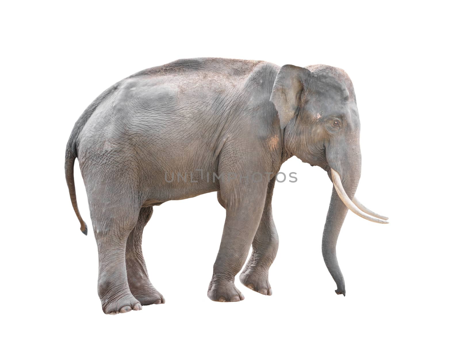 male asia elephant isolated on white background