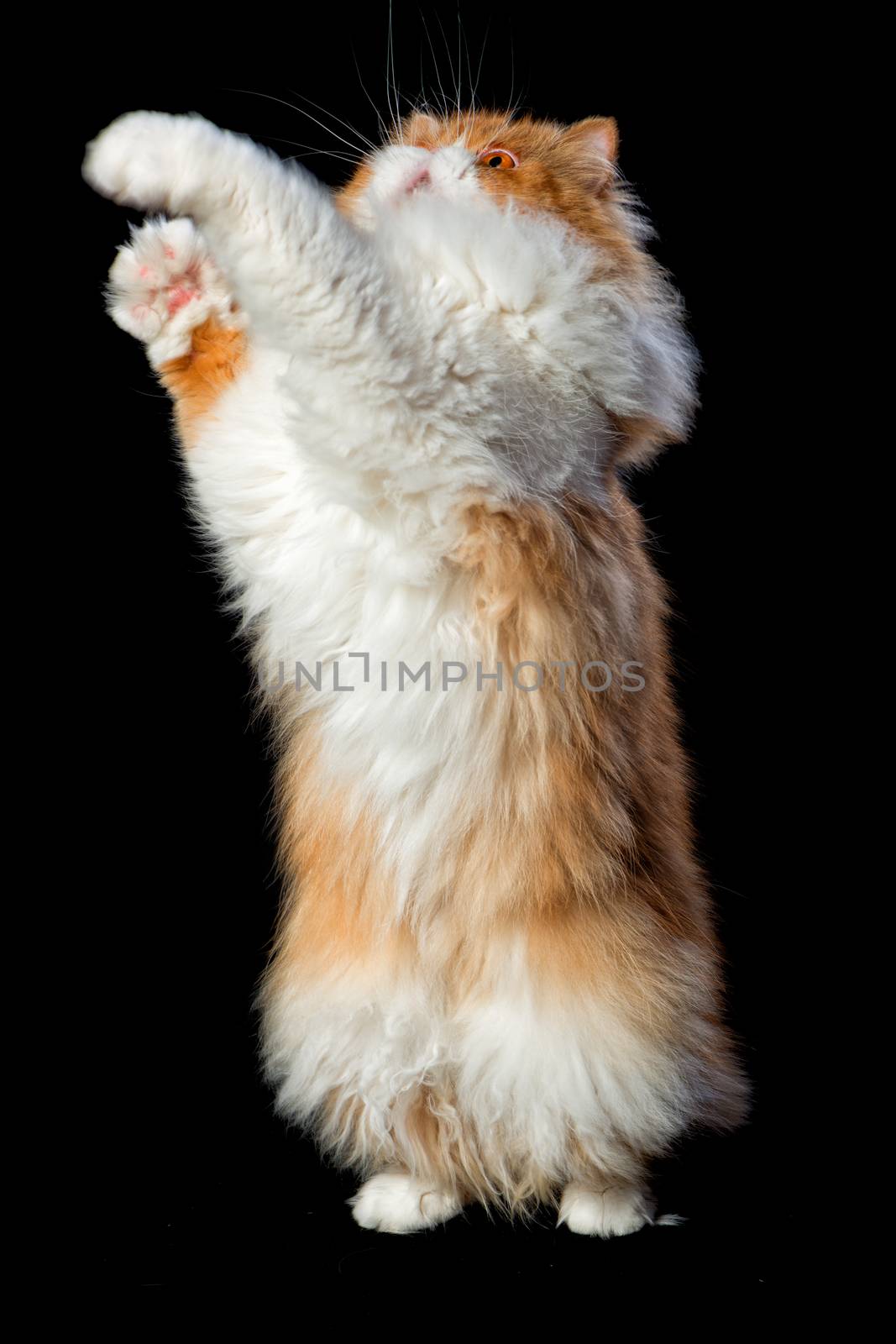 Red big persian cat costs on dark background by fotooxotnik