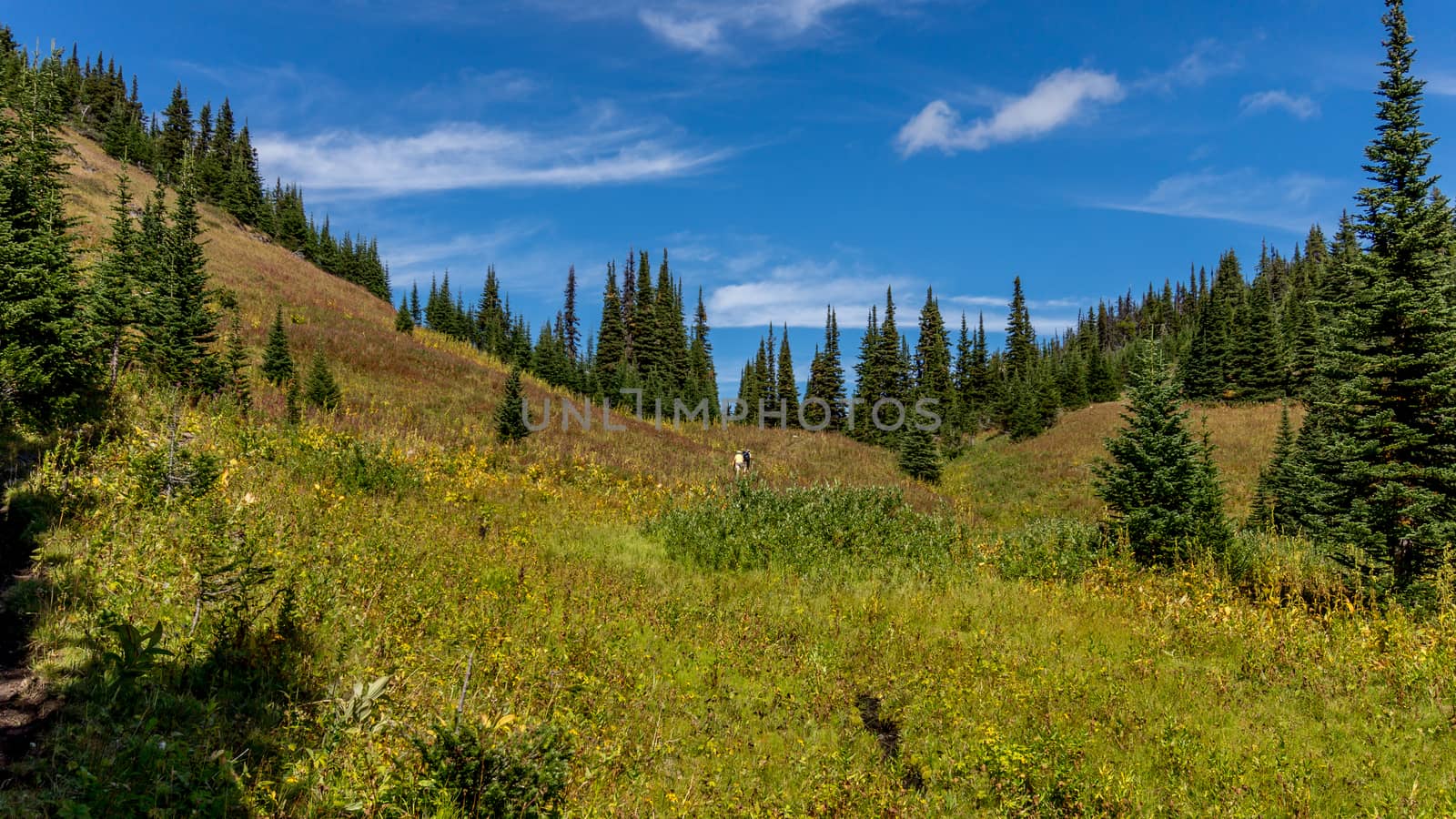 Hikers following a trail through the alpine meadows to the top of Tod Mountain in the Sushwap Highlands of central British Columbia, Canada