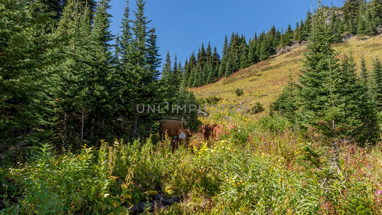 Meeting a herd of cows grazing in the high alpine meadows of Tod Mountain in the Sushwap Highlands in central British Columbia