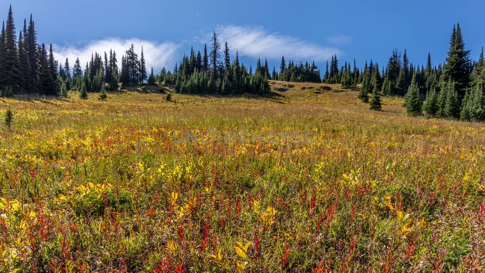 Alpine flowers have finished flowering on a Hike through the alpine meadows to the top of Tod Mountain in the Sushwap Highlands of central British Columbia, Canada in July 2015