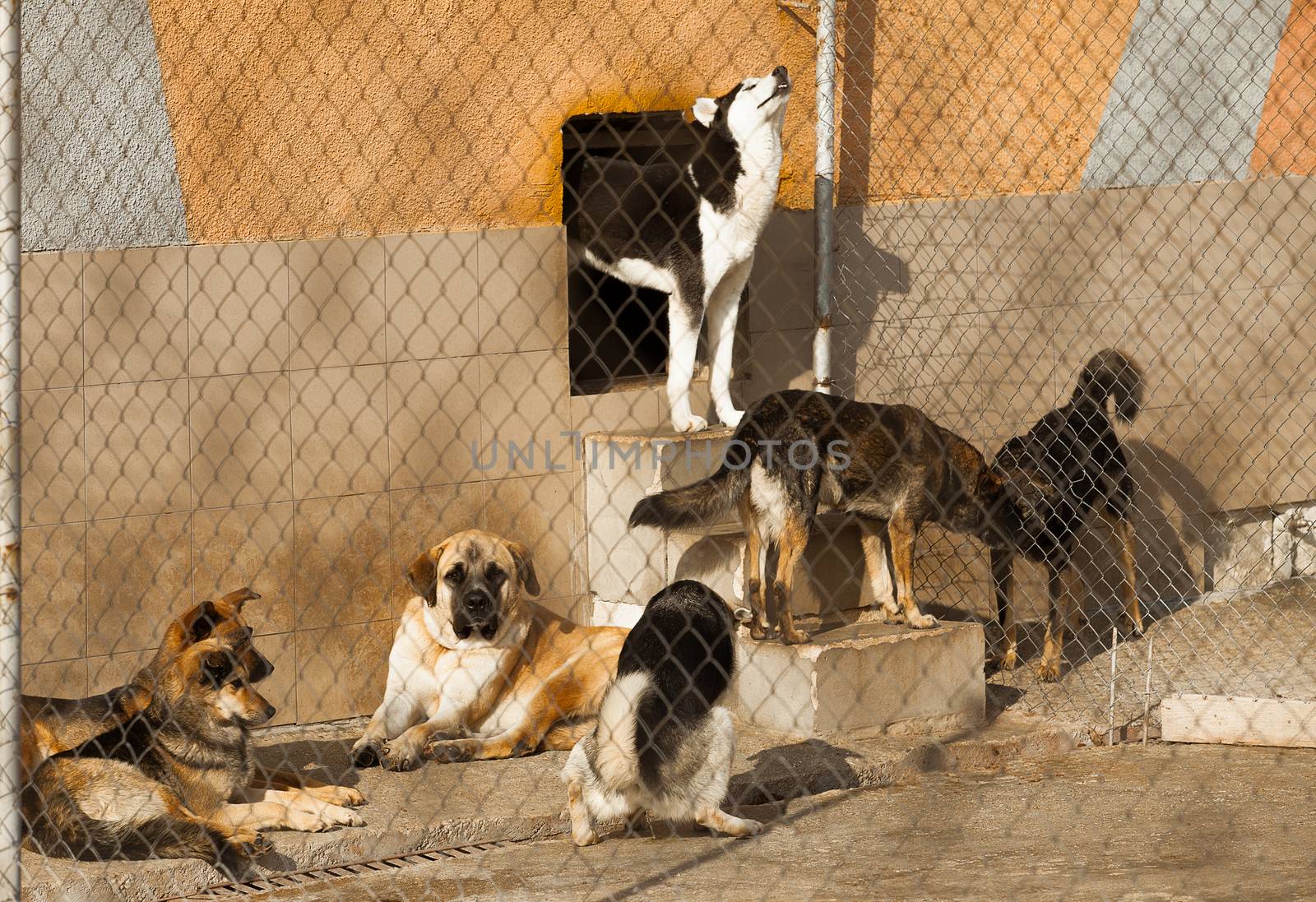 Siberian husky howling in a cage along with other sheltered dogs.