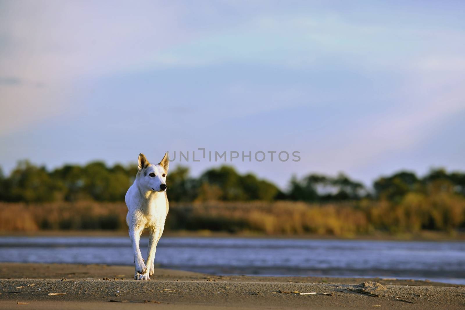 The dog running on the coast of the lake