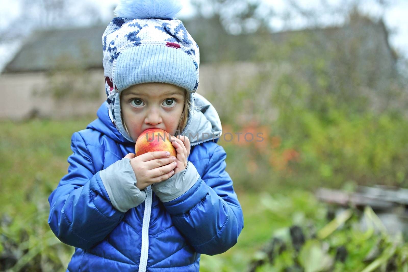 the little girl in blue jacket  eats red apple