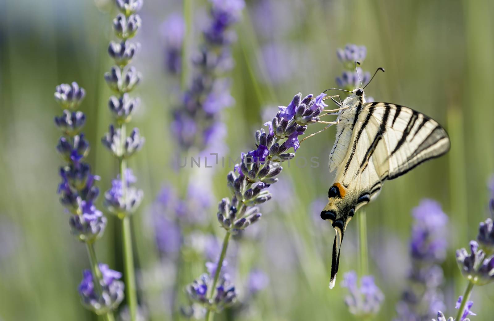Scarce Swallowtail (Iphiclides podalirius) butterfly also called Sail or Pear-tree, on Lavander flowers.