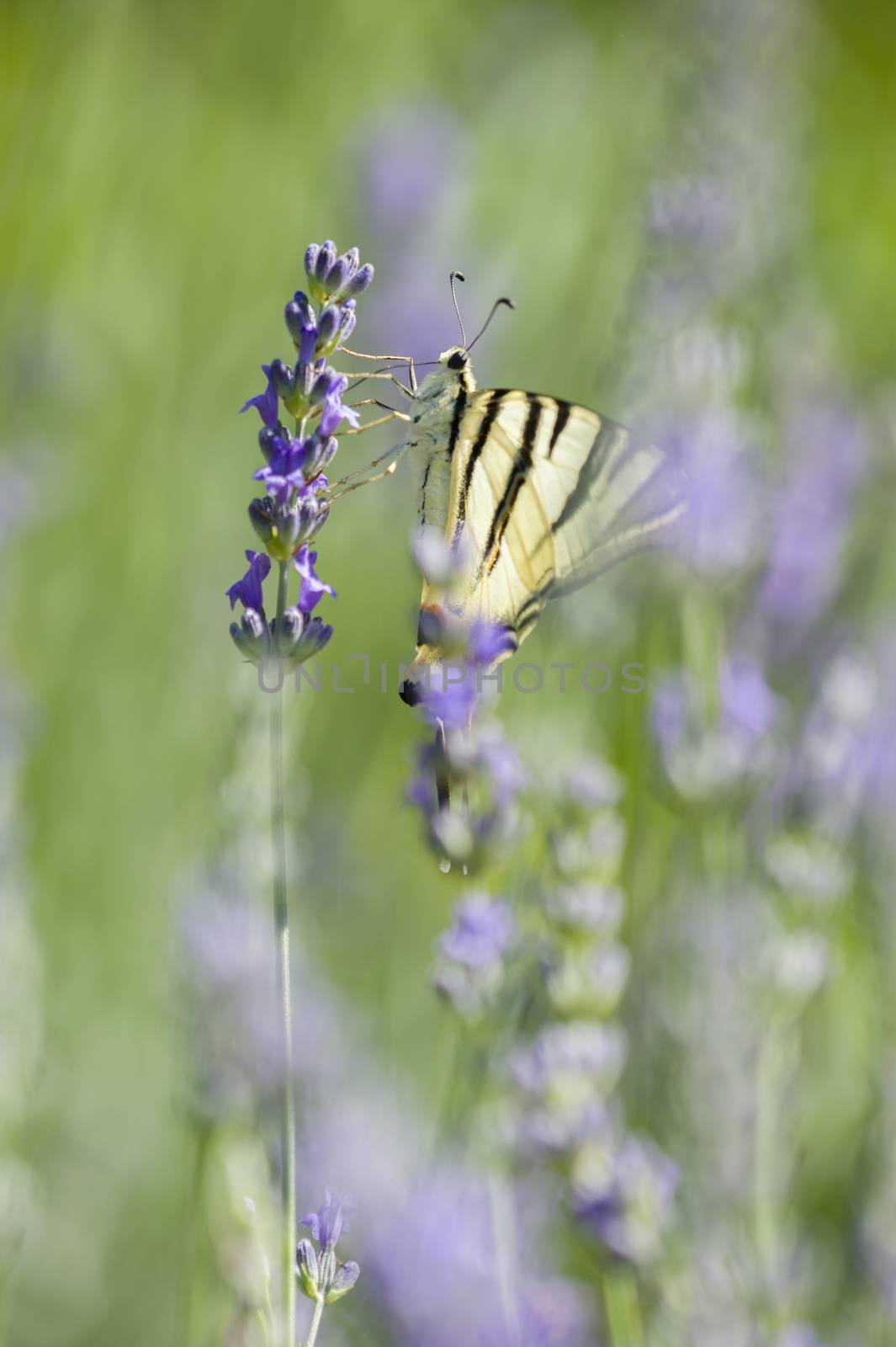 Scarce Swallowtail (Iphiclides podalirius) butterfly also called Sail or Pear-tree, on Lavander flowers.