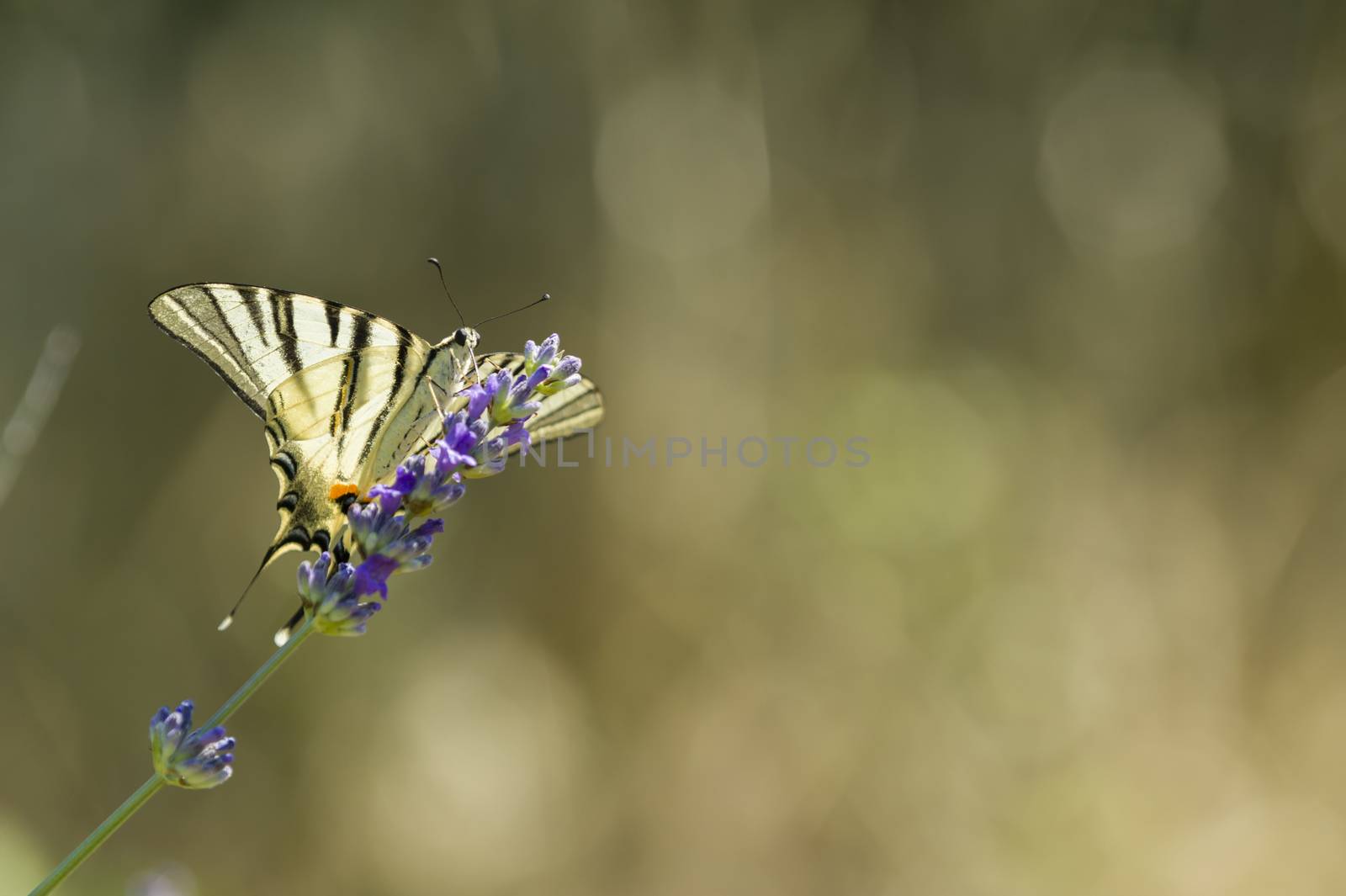 Scarce Swallowtail (Iphiclides podalirius) butterfly also called Sail or Pear-tree, on Lavander flowers.