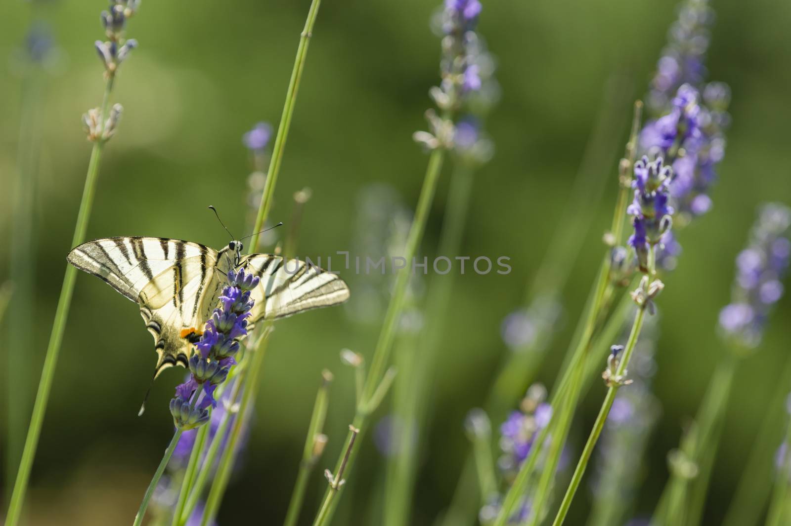 Scarce Swallowtail (Iphiclides podalirius) butterfly also called Sail or Pear-tree, on Lavander flowers.