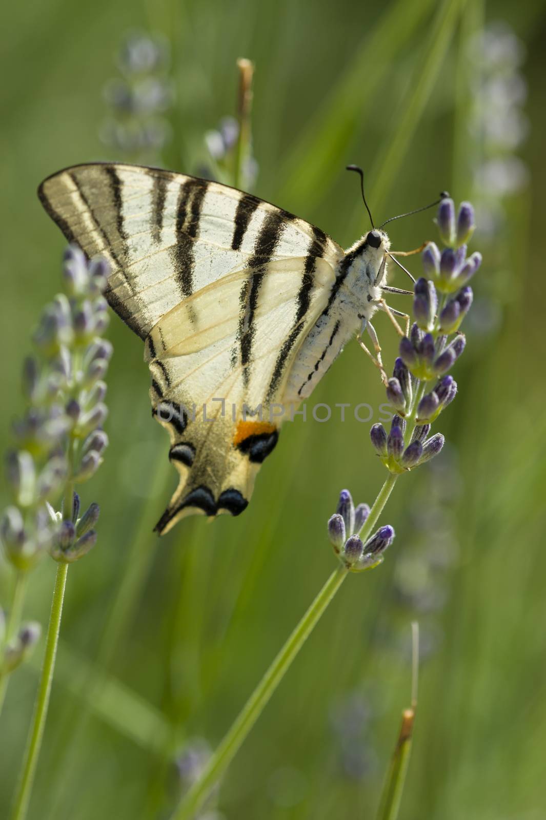 Scarce Swallowtail (Iphiclides podalirius) butterfly also called Sail or Pear-tree, on Lavander flowers.
