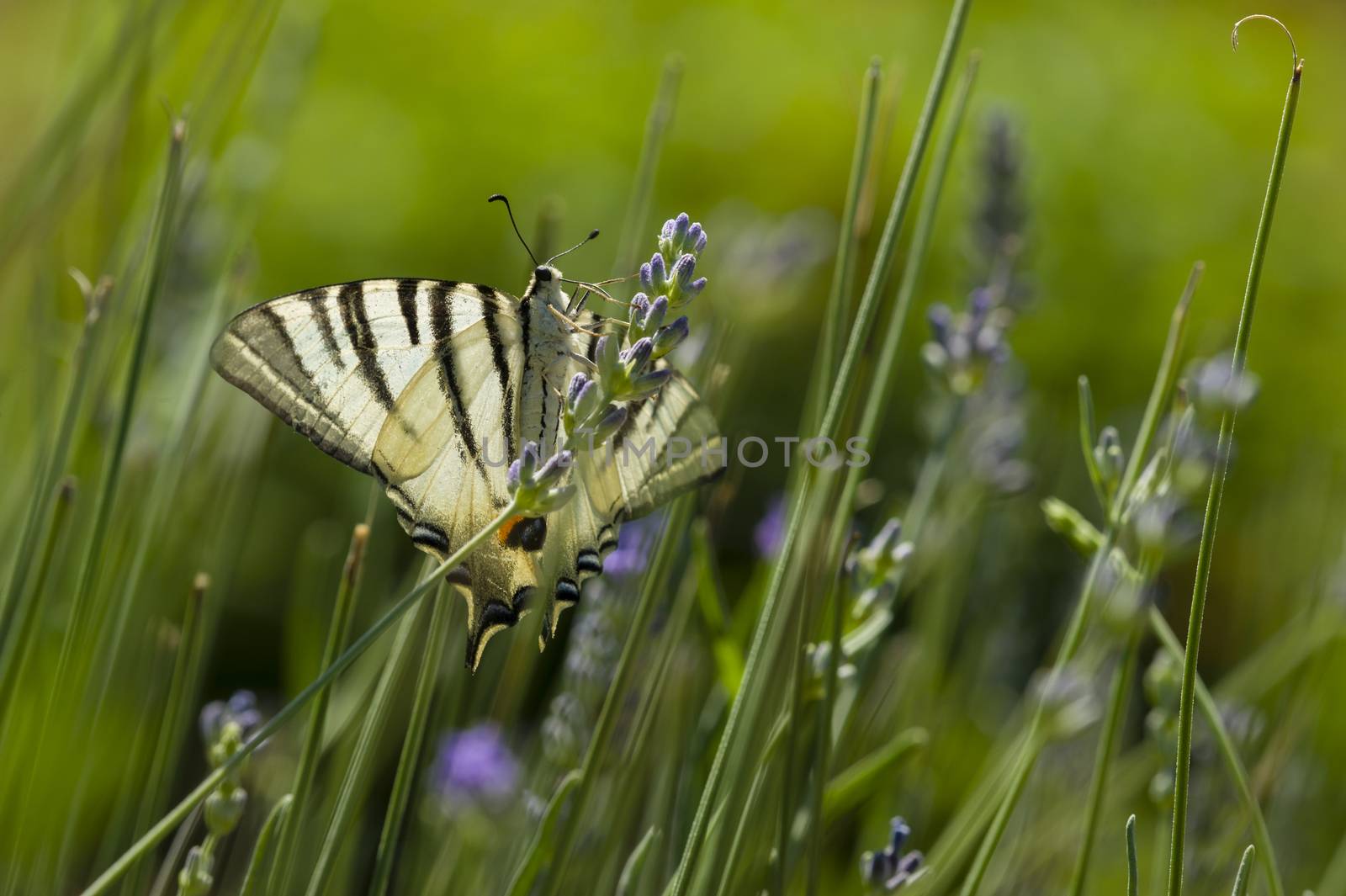 Scarce Swallowtail (Iphiclides podalirius) butterfly also called Sail or Pear-tree, on Lavander flowers.