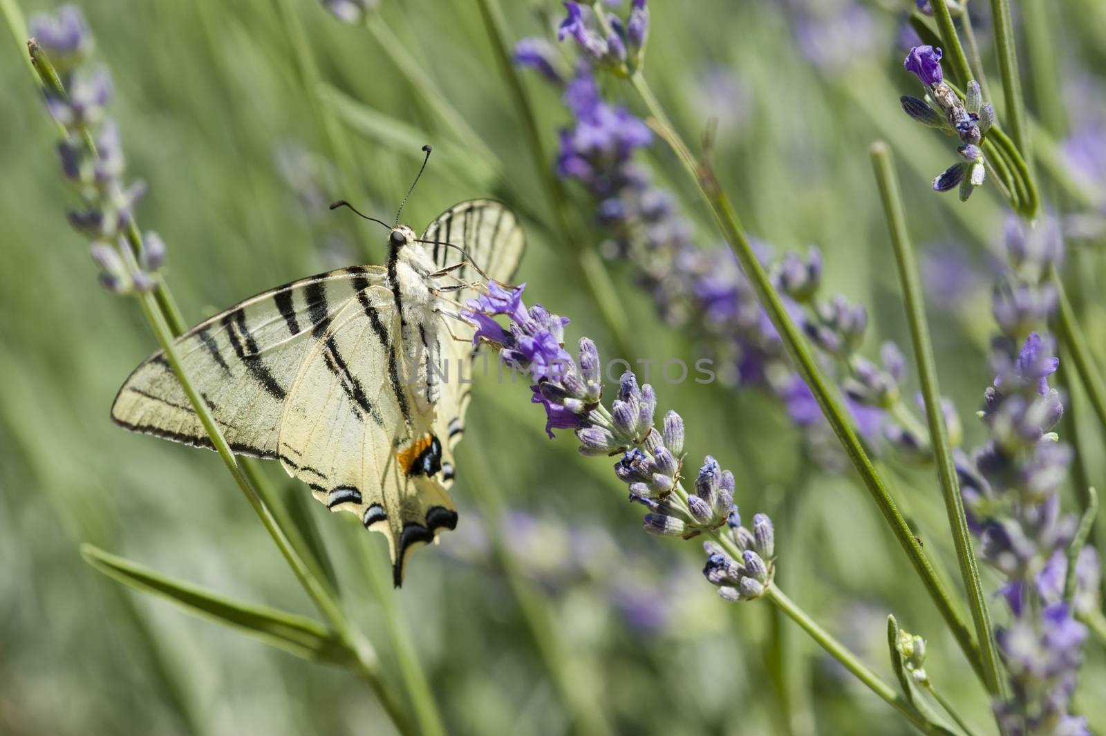 Scarce Swallowtail (Iphiclides podalirius) butterfly also called Sail or Pear-tree, on Lavander flowers.
