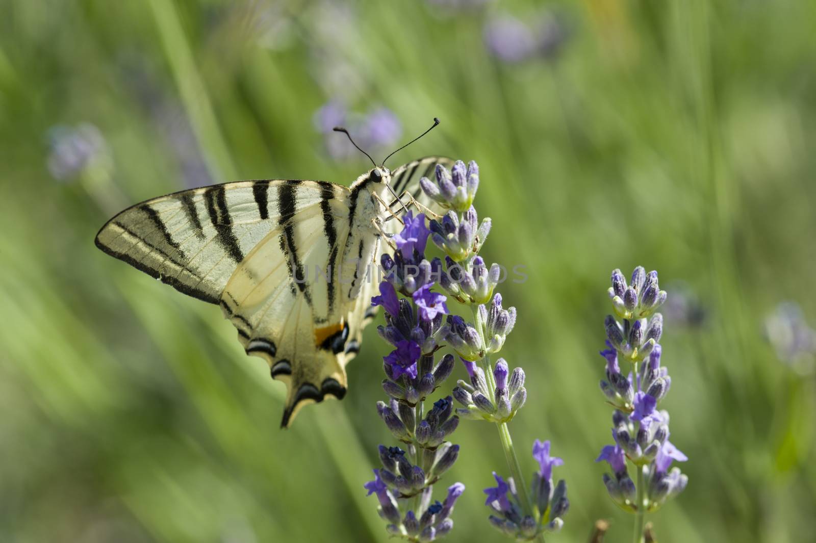 Scarce Swallowtail (Iphiclides podalirius) butterfly also called Sail or Pear-tree, on Lavander flowers.