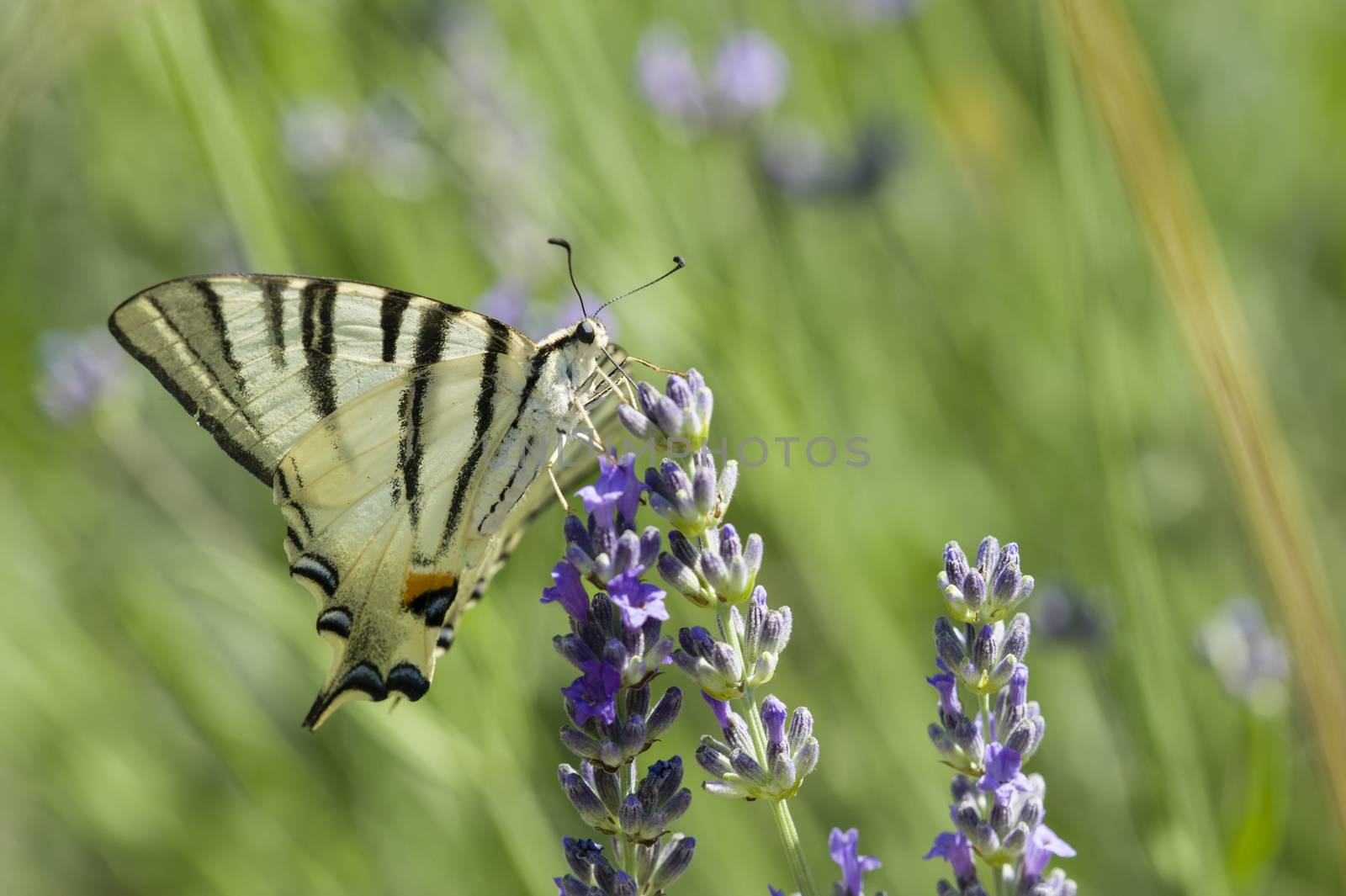 Scarce Swallowtail (Iphiclides podalirius) butterfly also called Sail or Pear-tree, on Lavander flowers.
