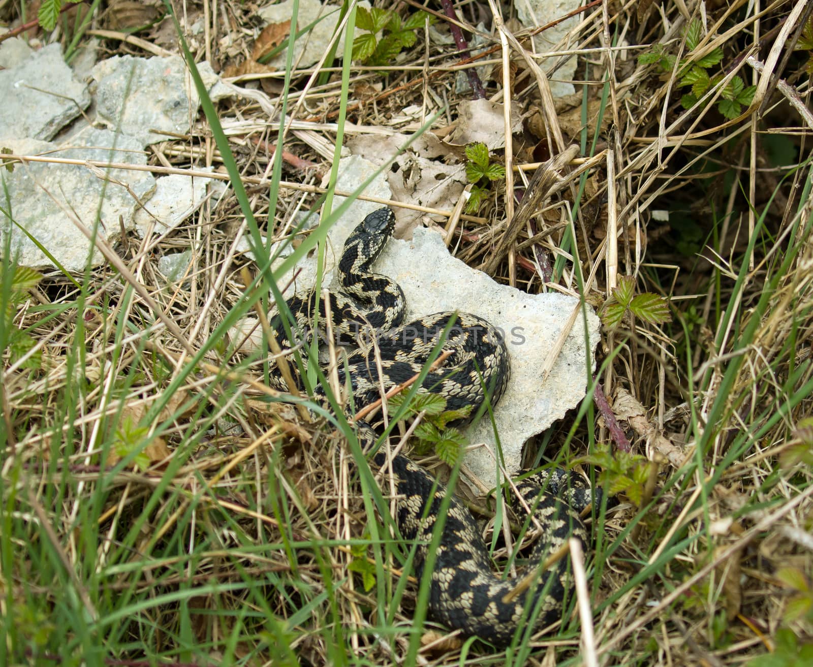 Adult Common European Adder or Viper snake in grassy undergrowth