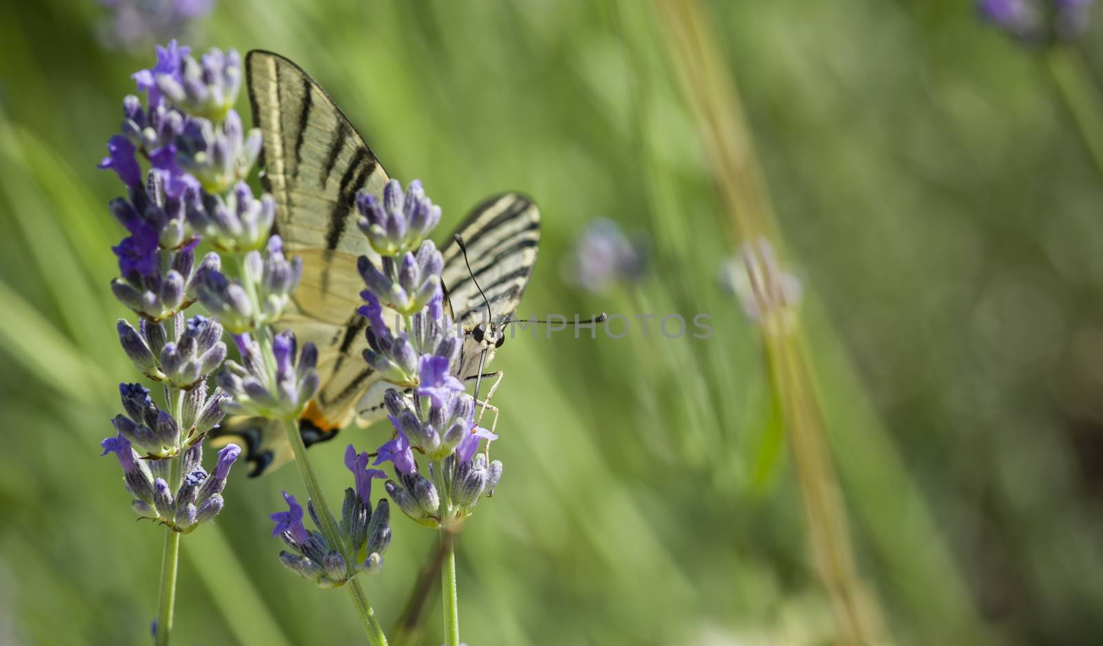 Scarce Swallowtail (Iphiclides podalirius) butterfly also called Sail or Pear-tree, on Lavander flowers.