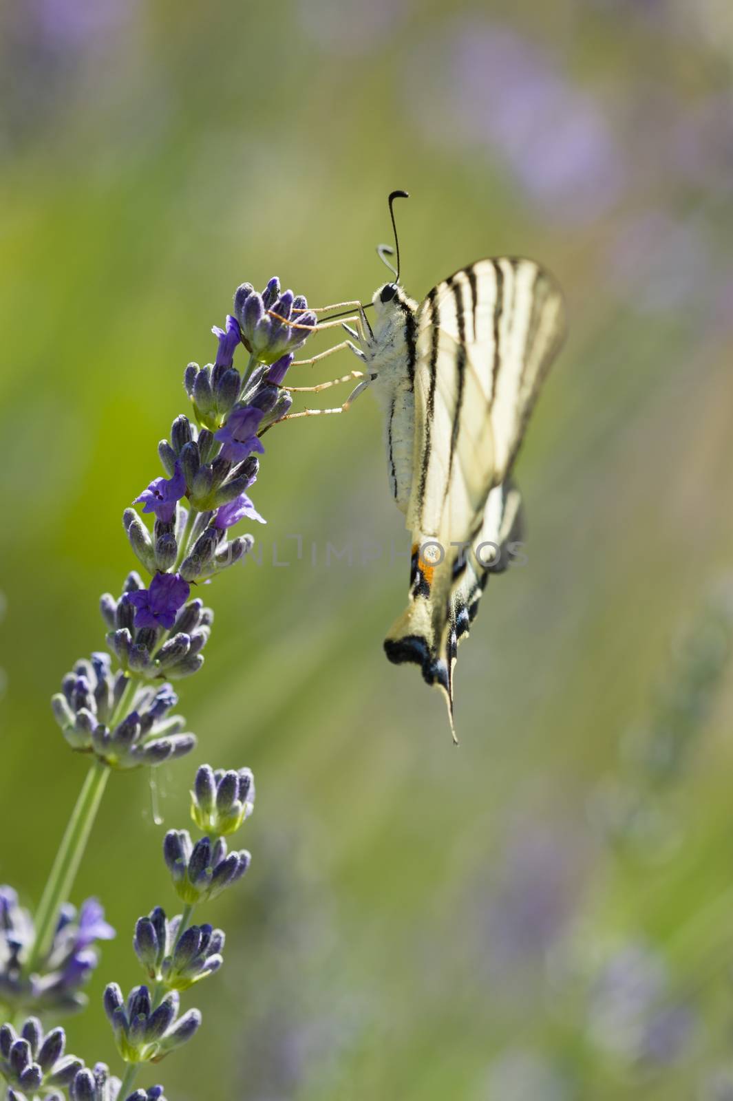 Scarce Swallowtail (Iphiclides podalirius) butterfly also called Sail or Pear-tree, on Lavander flowers.