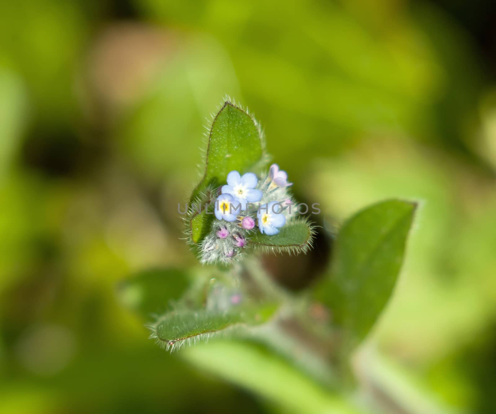 Pale blue and pink flowers of wild Forget-me-not flowers in English countryside.