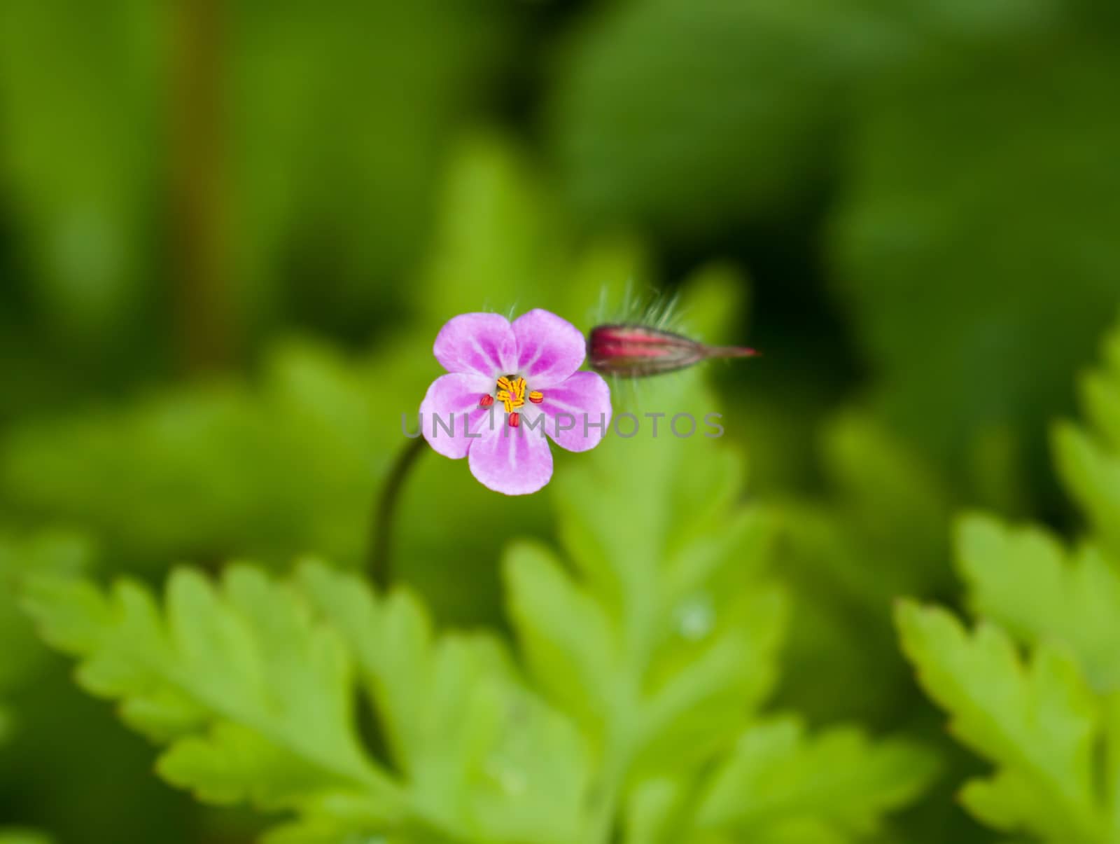 Tiny pink flower of Herb Robert growing in English countryside