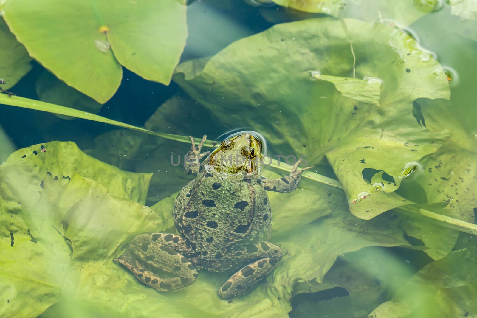 Introduced species Marsh Frog resting on lily pad in Sussex lake