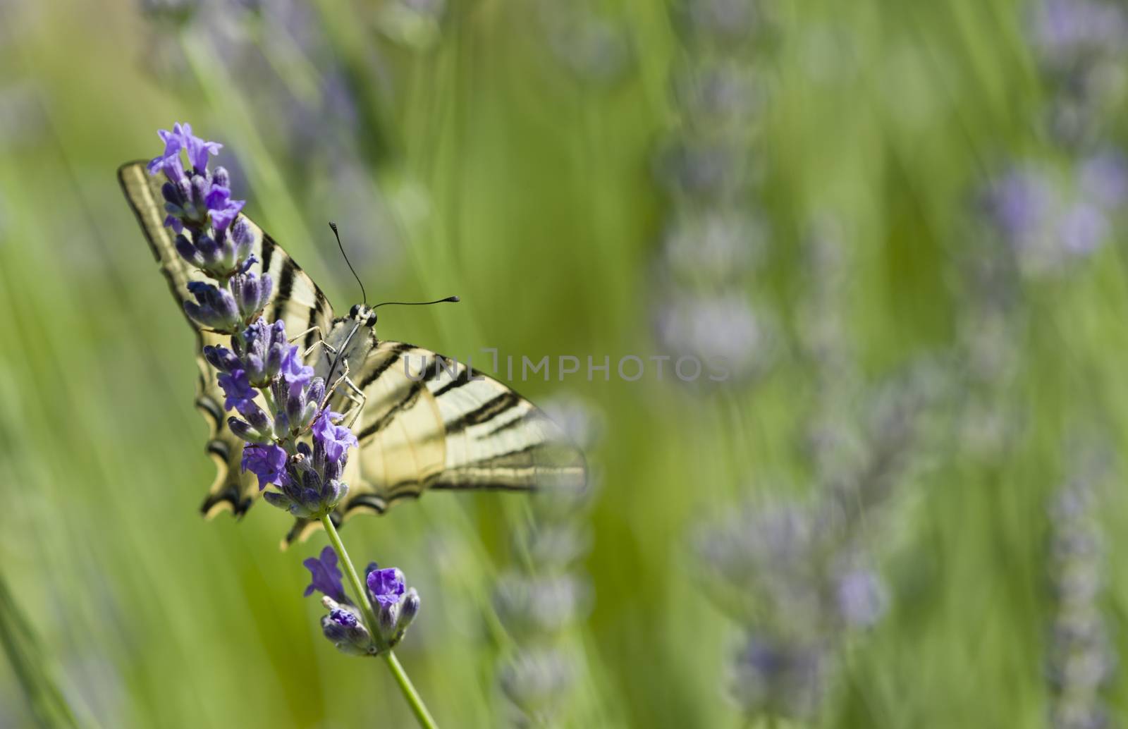 Scarce Swallowtail (Iphiclides podalirius) butterfly also called Sail or Pear-tree, on Lavander flowers.