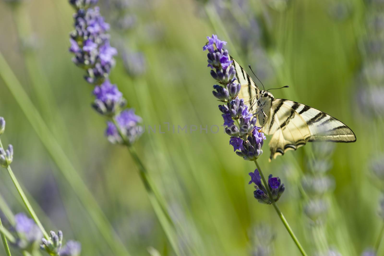 Scarce Swallowtail (Iphiclides podalirius) butterfly also called Sail or Pear-tree, on Lavander flowers.