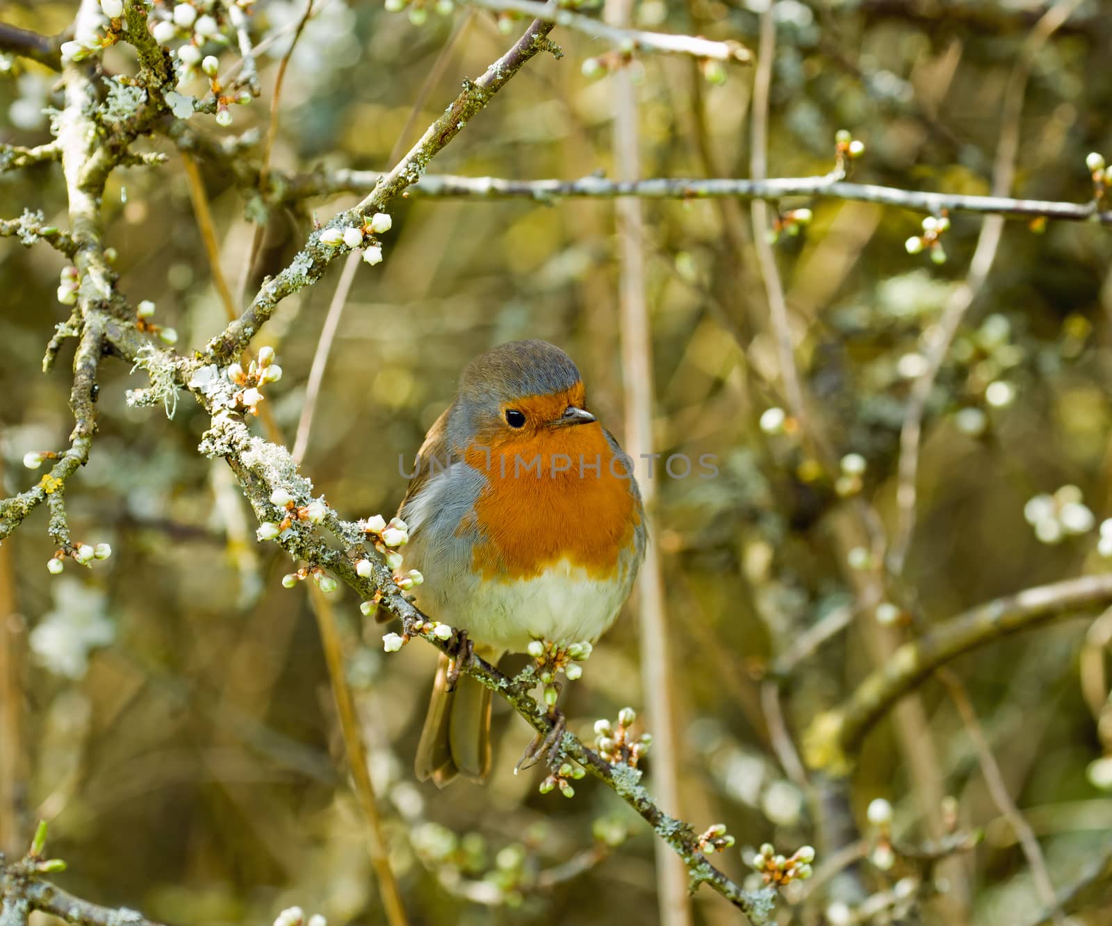 Adult European Robin in hedgerow with lichen