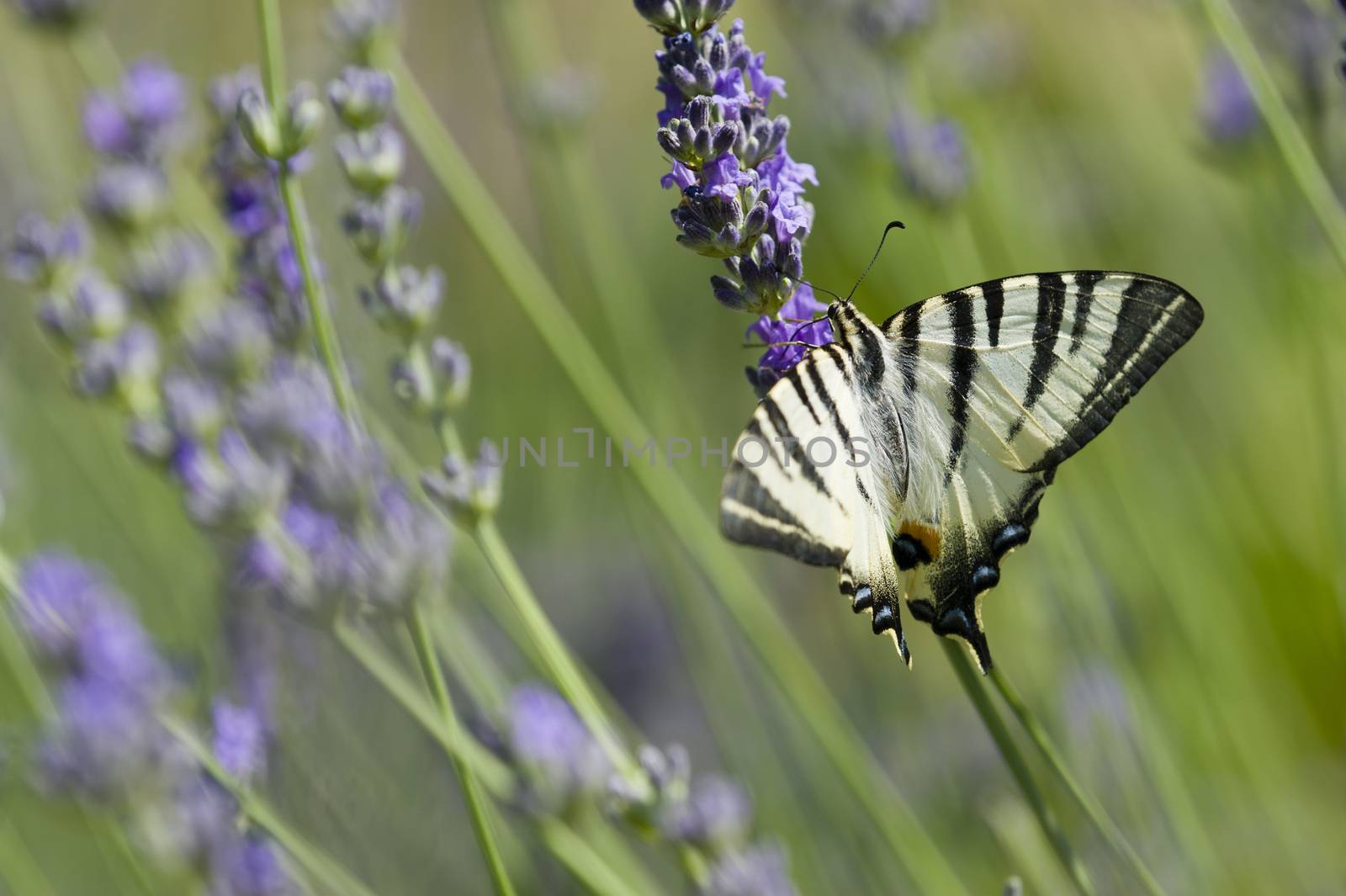 Scarce Swallowtail (Iphiclides podalirius) butterfly also called Sail or Pear-tree, on Lavander flowers.
