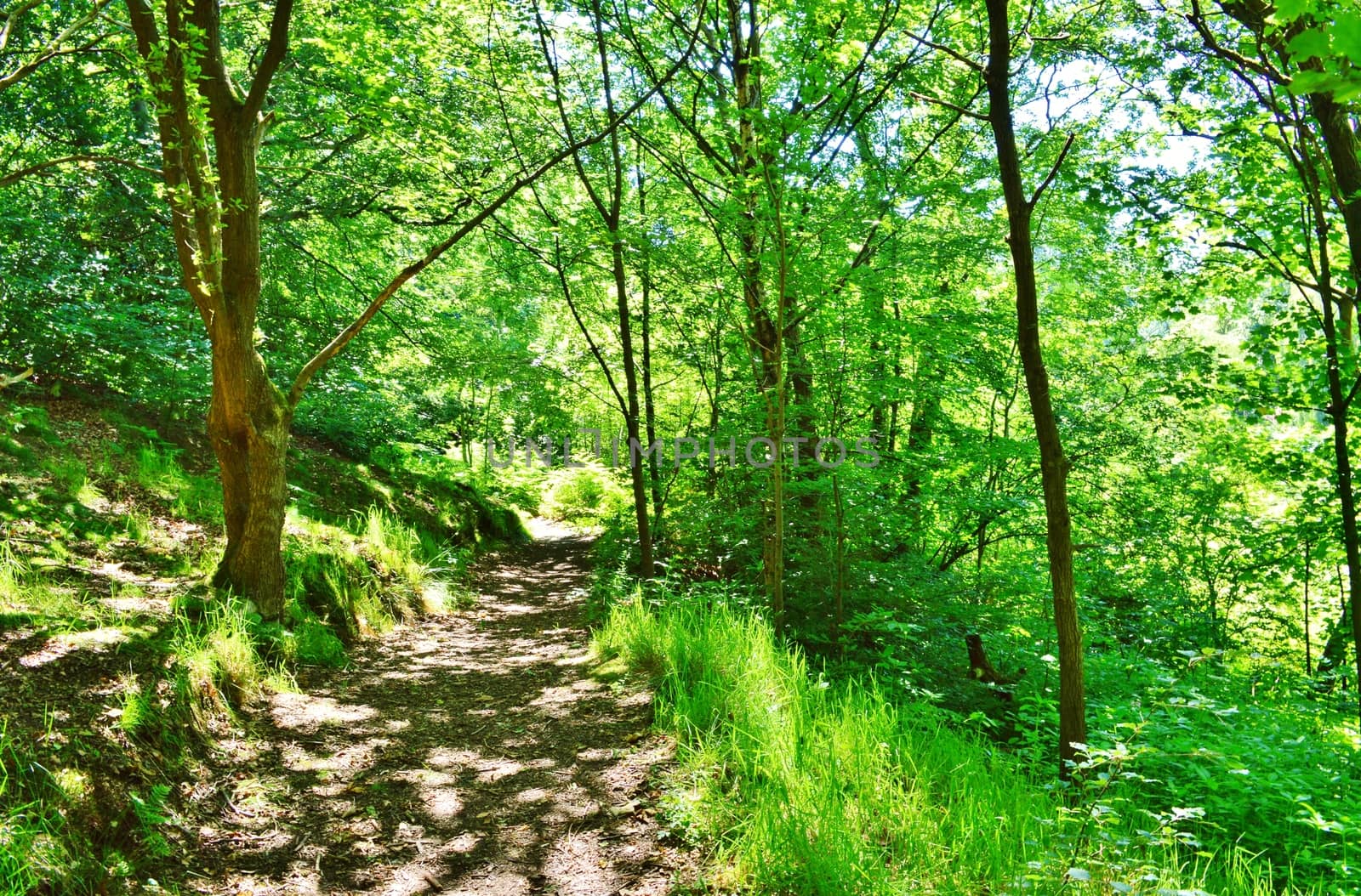 An image of a woodland nature trail.
