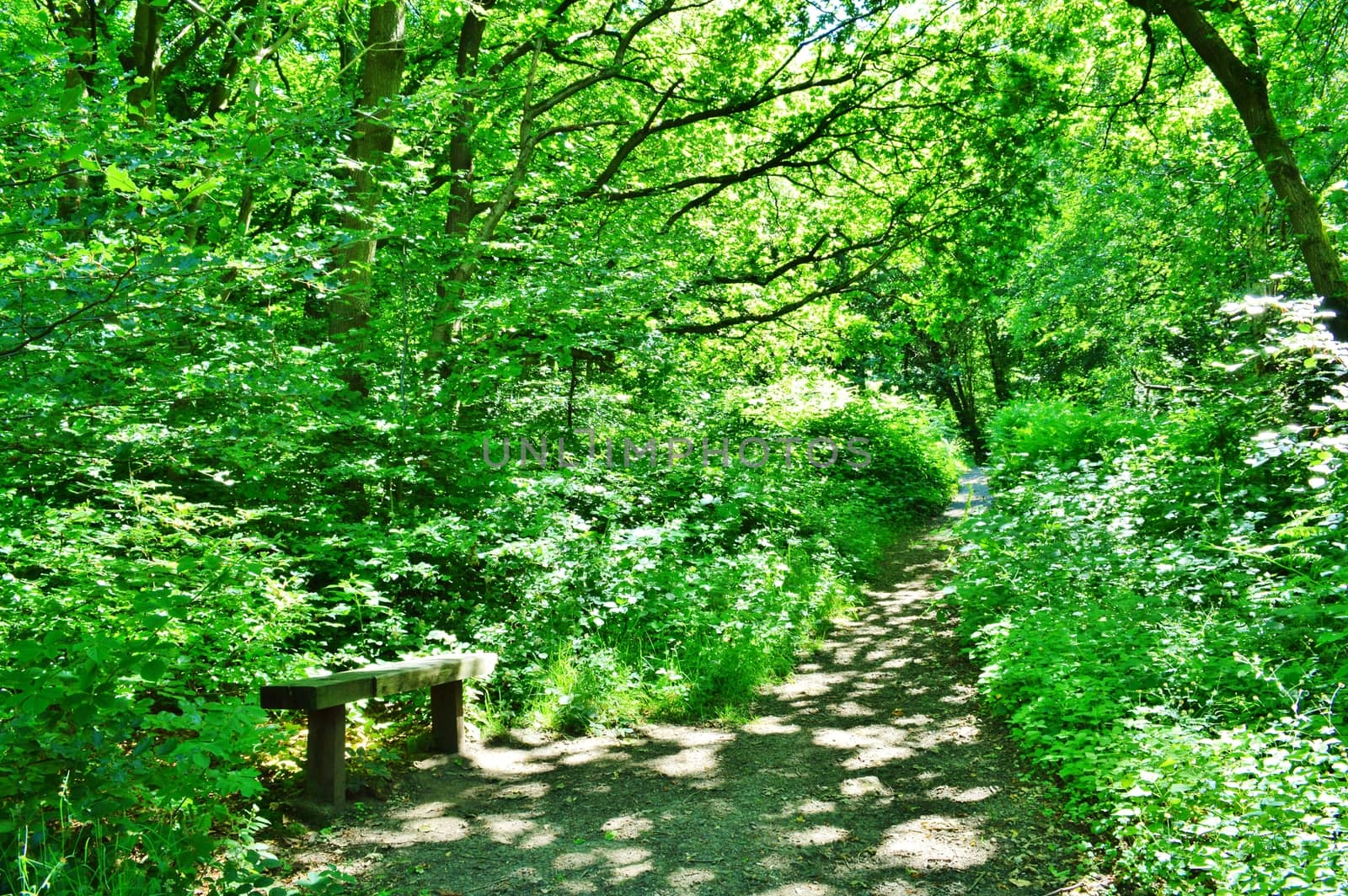 An image of a woodland nature trail.