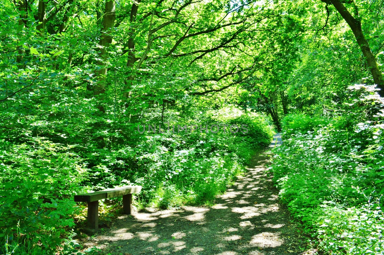 Nature trail. by paulst