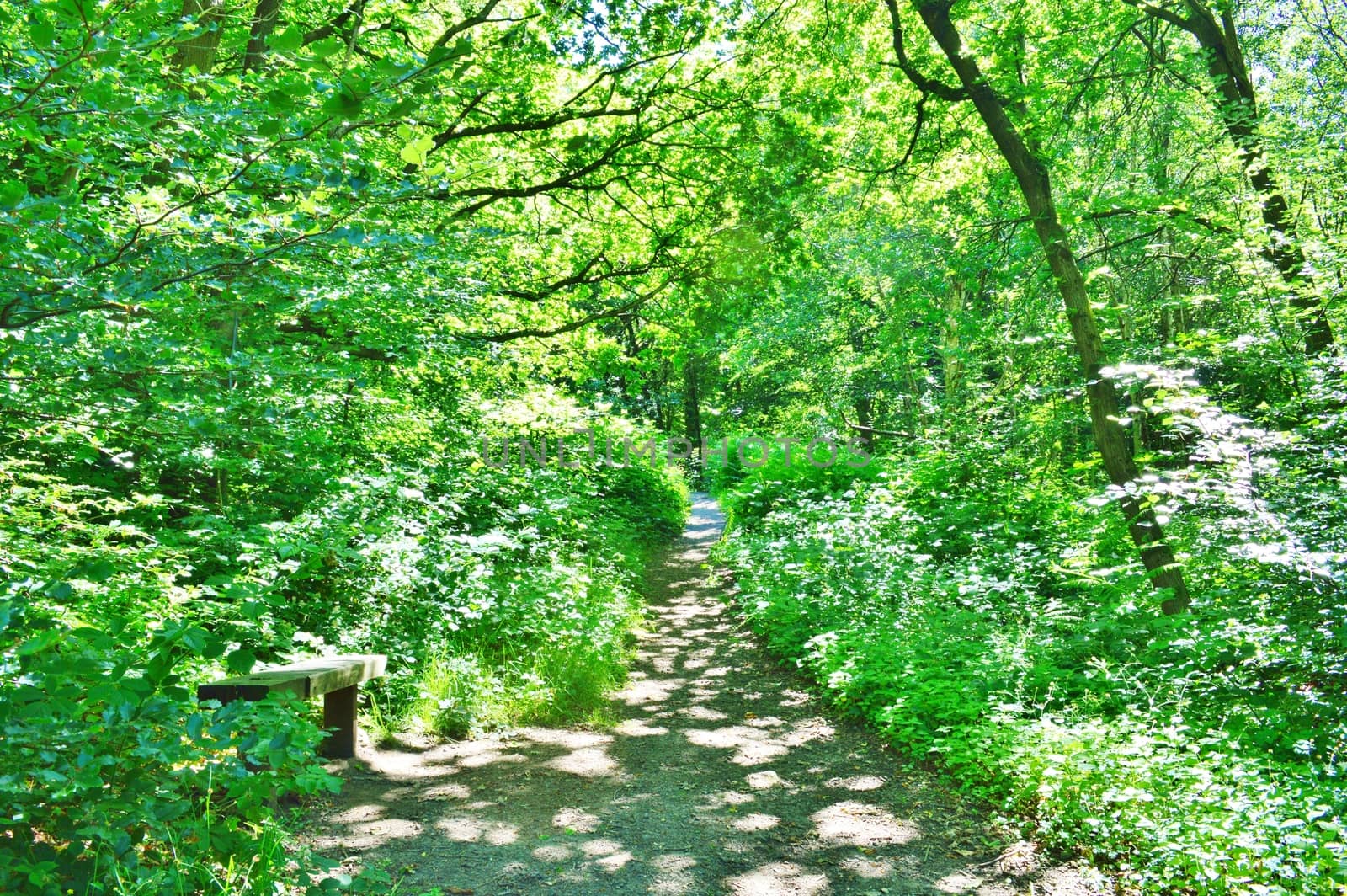 An image of a woodland nature trail.