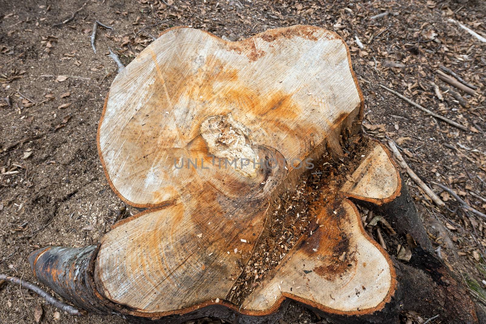 Section of a chopped trunk of pine tree in the wood with dry leaves